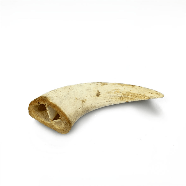 Lamb horn with marrow