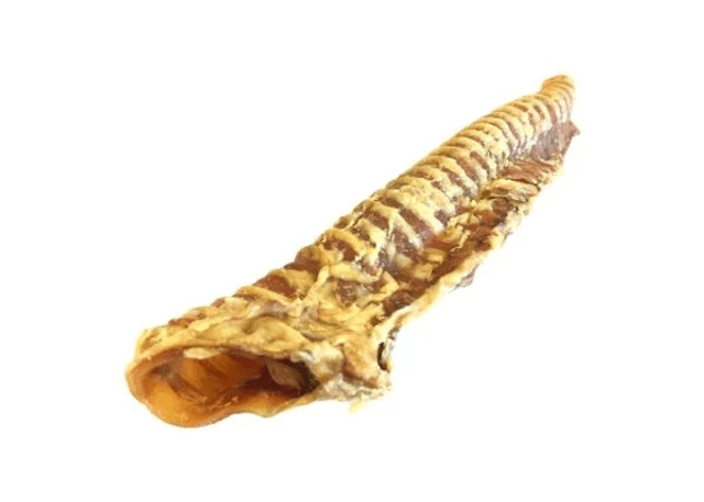 Buffalo Trachea