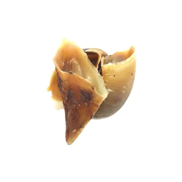 Cow Hooves