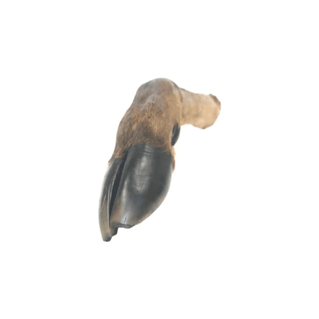 Deer Leg Large