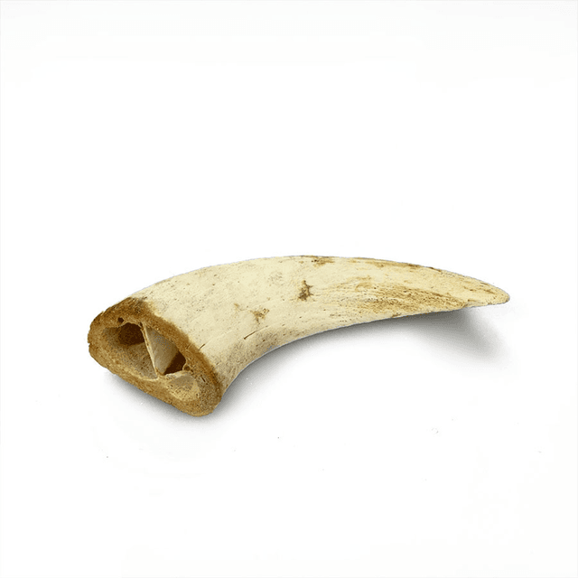 Lamb horn with marrow